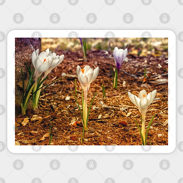 Spring Crocus 3 Sticker by Robert Alsop